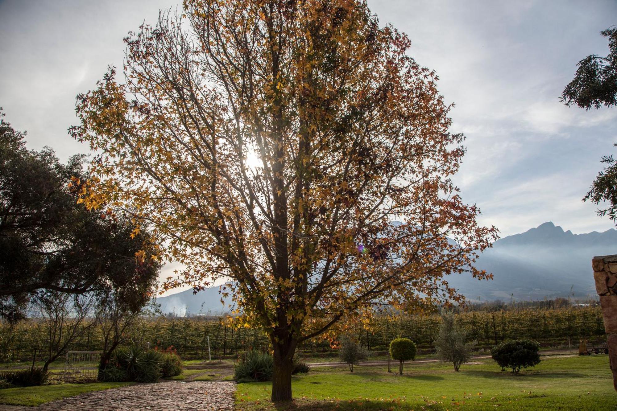 Bergsicht Country Farm Cottages Tulbagh Habitación foto